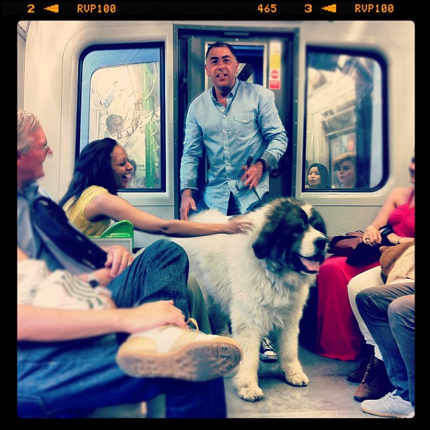 Another doggy on a train #dog #tube