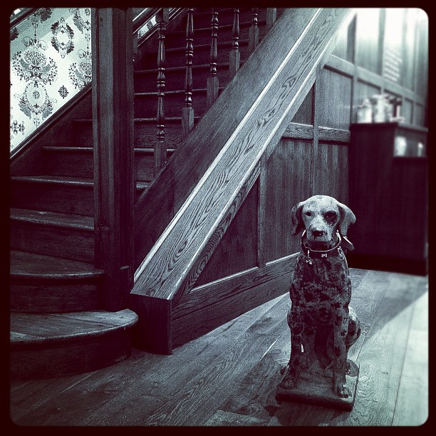 Doggy & Staircase. #bw #dog #starbucks