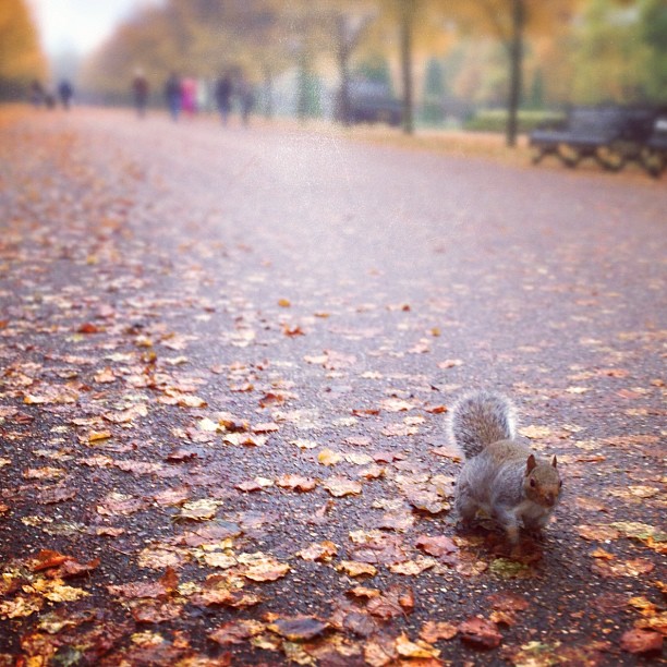 A #fat #squirrel walking in #london #park. #autumn #outside