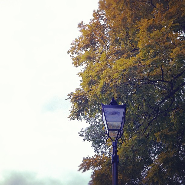 #autumn #street #sky #tree