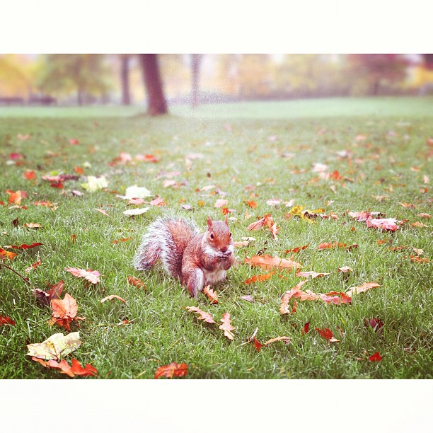 #portrait of a #squirrel. #london #park #lunch #fun #outside #animal #autumn
