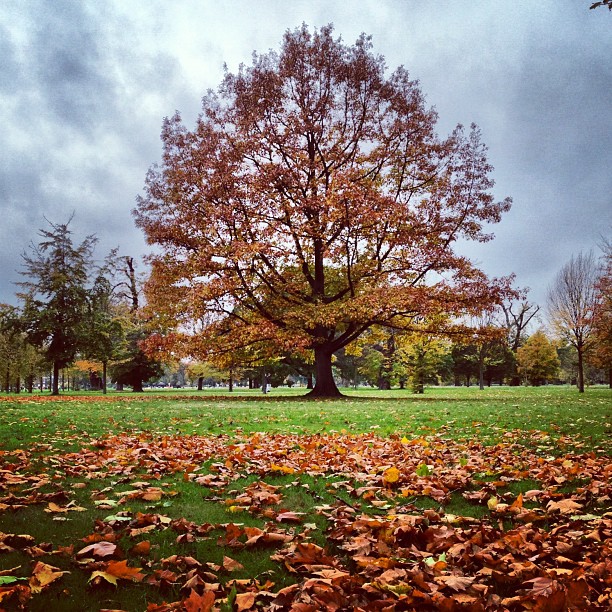 #beautiful #autumn #london #park #nature