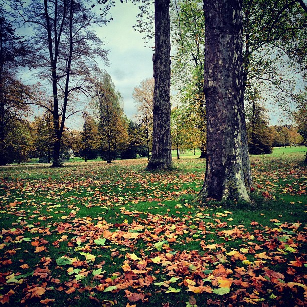 #park. #trees. #autumn.#london #nature #park