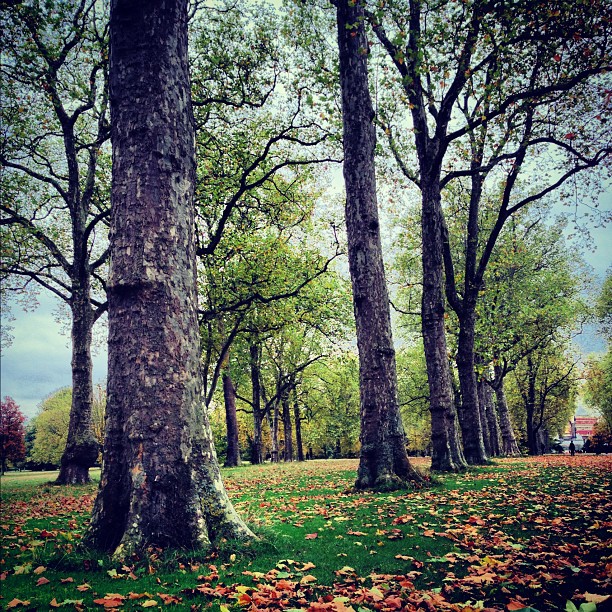 Brightening up #grayinsh #autumn #day. #autumn #london #park