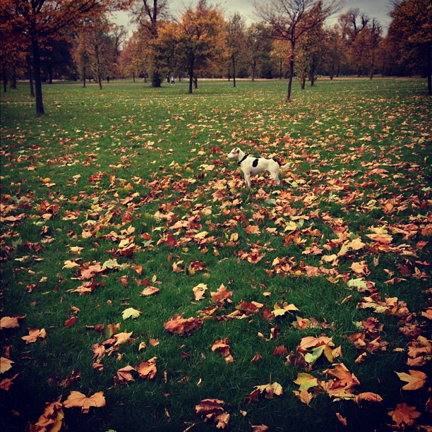 Find a #dog ))#park #autumn #nature