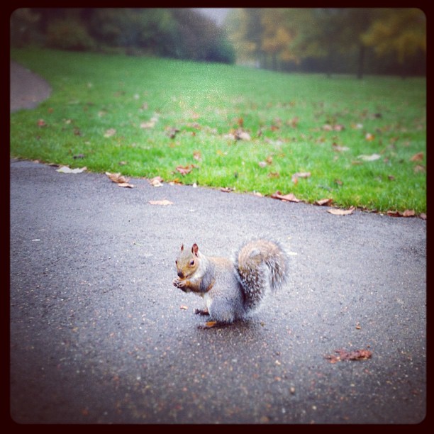 My #squirrel #friend. #lunch #walk in the #park. #london #outside #nature