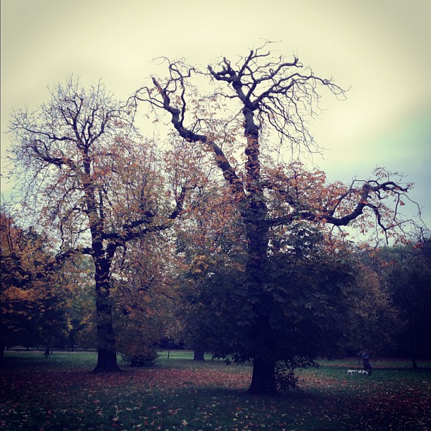 Криворукие. #london #park #trees #autumn