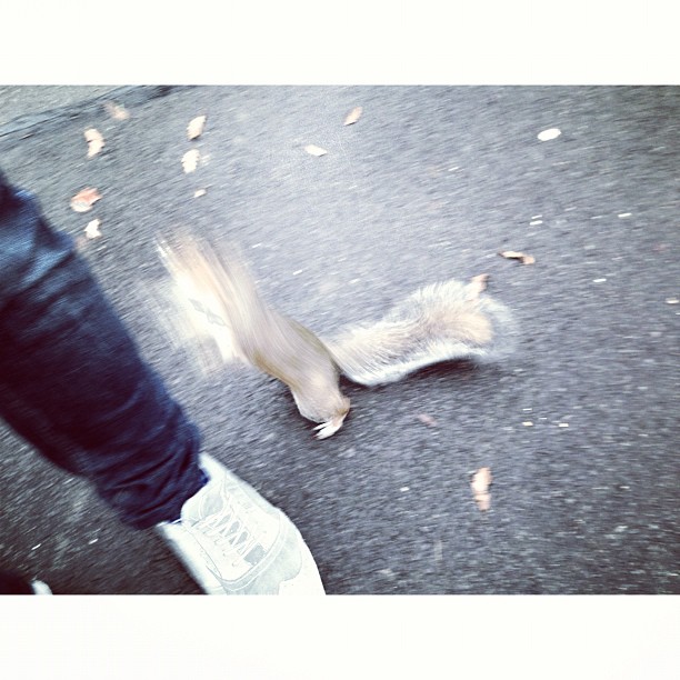 And then they attacked me! #squirrel #park #street  #outside