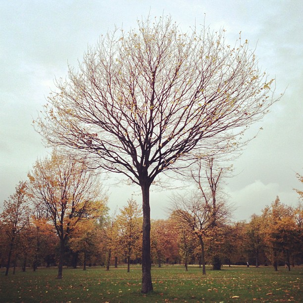 Some #trees are.. less #lucky...#autumn #nature #park #london