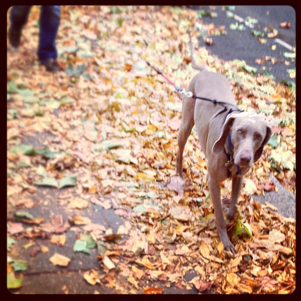 A #sad looking #dog.#autumn in the #city