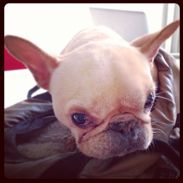 #alien #dog in the #office. #meninblack )