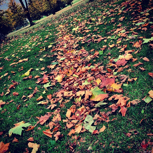 A #leaf #path. #london #park #autumn #nature