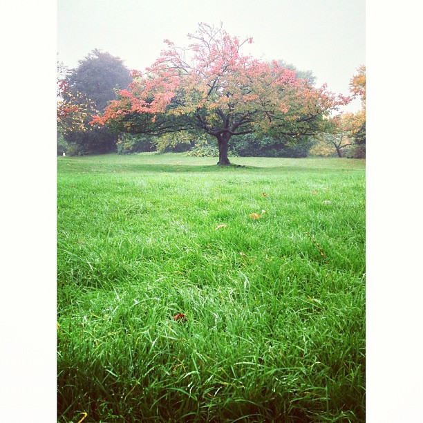 #tree in the #park. #autumn