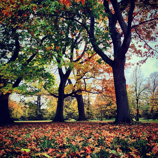 In the #wood#trees #autumn #park #london #nature