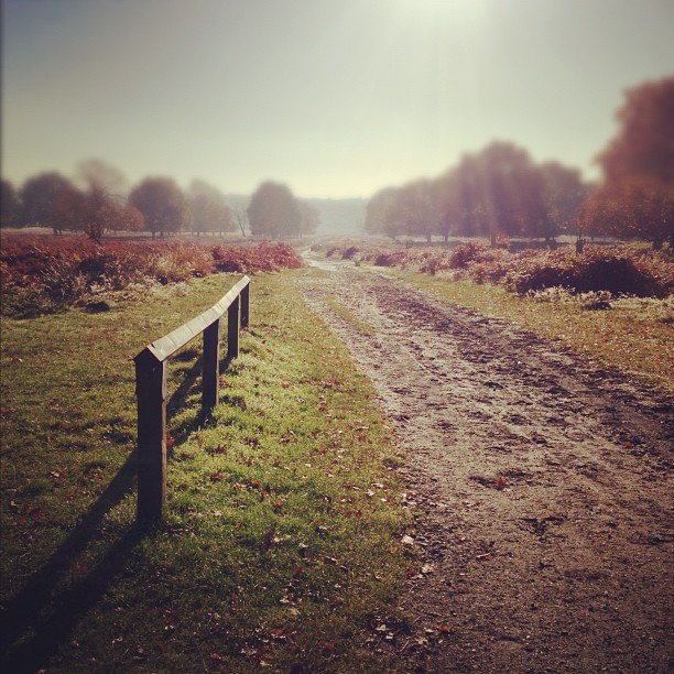 #london #countryside )#peaceful #autumn #england #park #richmondpark #nature #morning #sunday #instagood #instamood #webstagram #instagramhub #iphoneonly