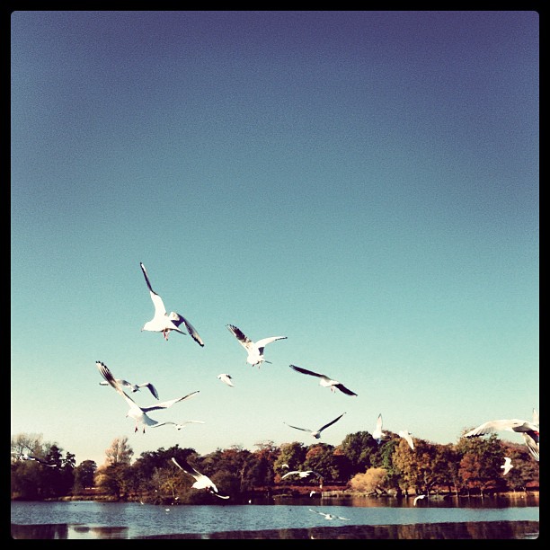 #seagulls #autumn #london #park #richmondpark #nature #morning #sunday #instagood #instamood #webstagram #instagramhub #iphoneonly #pond #birds #sky