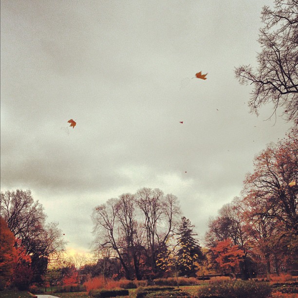 The #nature is going to sleep soon..#autumn #london #park #instagood #instagramhub #iphoneonly
