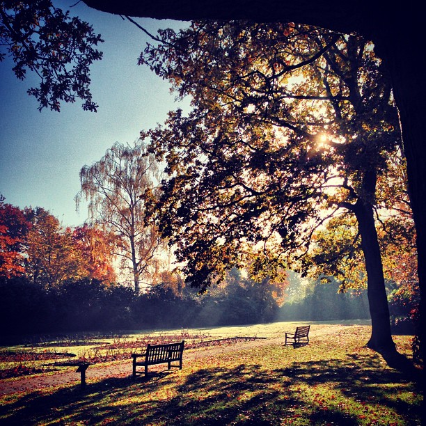 #peaceful #autumn #london #park #richmondpark #nature #morning #sunday #instagood #instamood #webstagram #instagramhub #iphoneonly