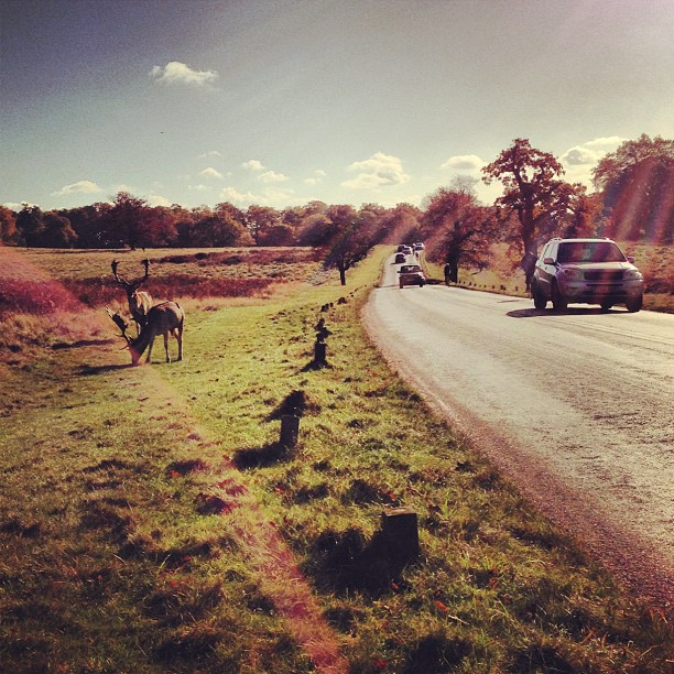 Oh deer... iPhone camera gone crazy on this shot. #peaceful #autumn #london #park #richmondpark #nature #morning #sunday #instagood #instamood #webstagram #instagramhub #iphoneonly #urban #wildlife #deer