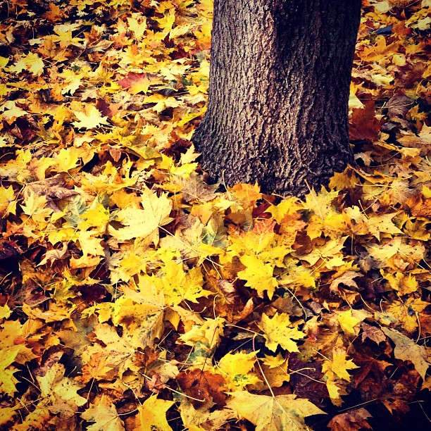 The leave blanket. #autumn #london #park #nature #instagood #instagramhub #webstagram #iphoneonly
