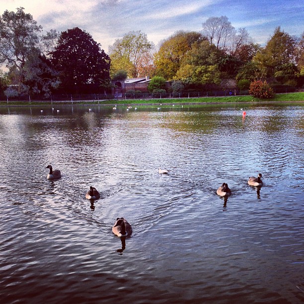 #autumn #pond #park #london #birds #mood #instagood #instamood #iphoneonly