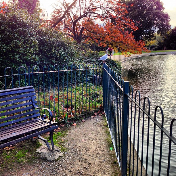Птычка. #london #park #autumn #nature #iphoneonly