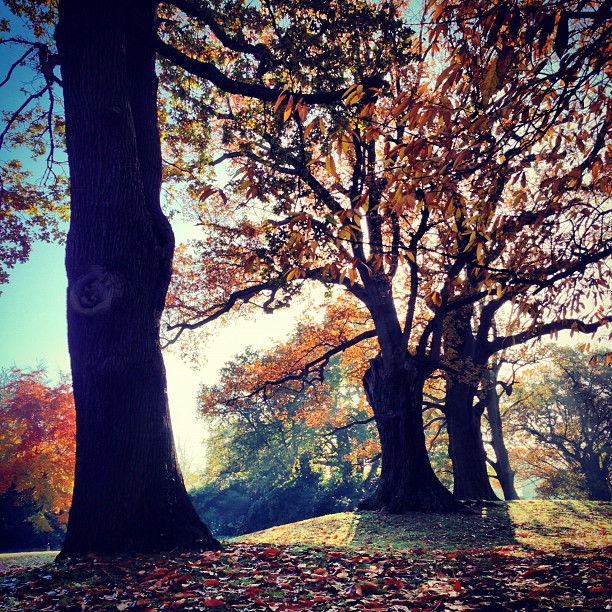 #peaceful #autumn #london #park #richmondpark #nature #morning #sunday #instagood #instamood #webstagram #instagramhub #iphoneonly #trees