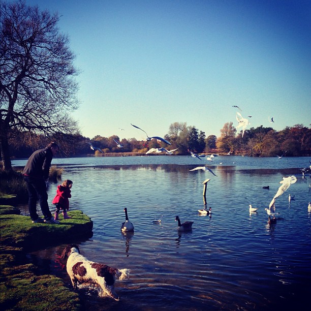 #autumn #london #park #richmondpark #nature #morning #sunday #instagood #instamood #webstagram #instagramhub #iphoneonly #dog #kid