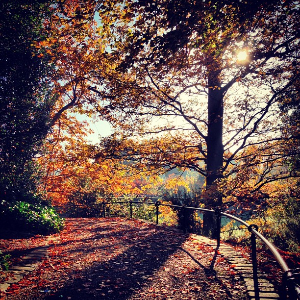 #peaceful #autumn #london #park #nature #richmondpark #webstagram #instagramhub #instagood #instamood #iphoneonly #sunday #beautiful