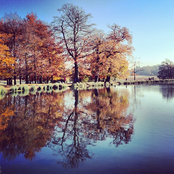 #peaceful #autumn #london #park #richmondpark #nature #morning #sunday #instagood #instamood #webstagram #instagramhub #iphoneonly