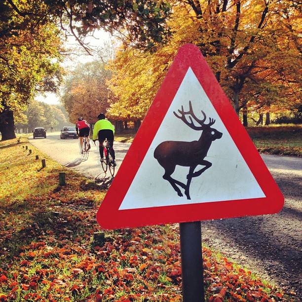 Beware of #deers#autumn #london #park #richmondpark #nature #instagood #instamood #webstagram #instagramhub #iphoneonly