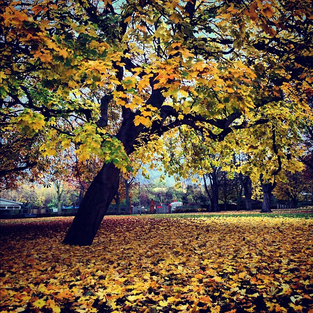 #autumn in the #city#london #park #morning #run #instagood #instamood  #iphoneonly