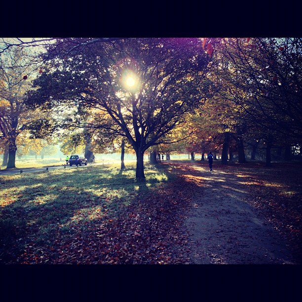 #morning in the #park #london #nature #richmondpark #webstagram #instagramhub #instagood #instamood #iphoneonly #sunday #beautiful #autumn