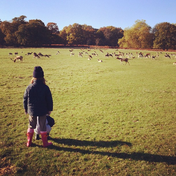 Kids are watching deers. #autumn #london #park #richmondpark #nature #morning #sunday #instagood #instamood #webstagram #instagramhub #iphoneonly
