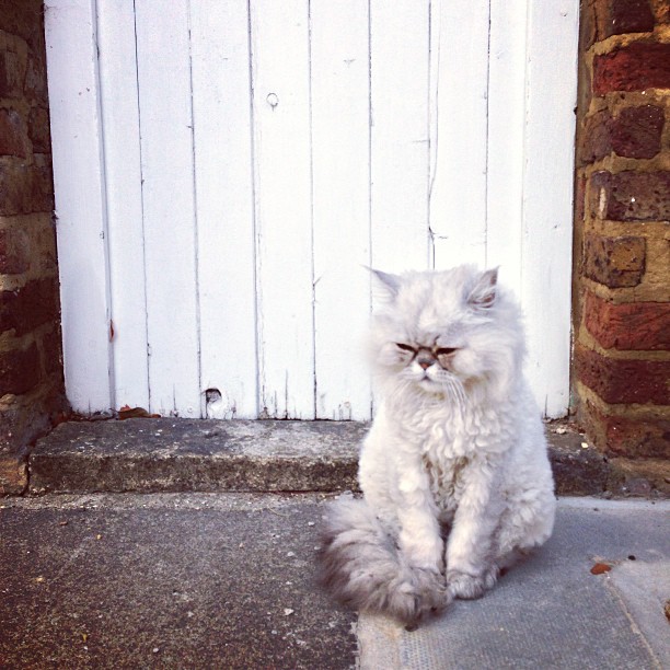 #london #kitten. Pic 2. Close up. #londonpop #london_only #door #cat