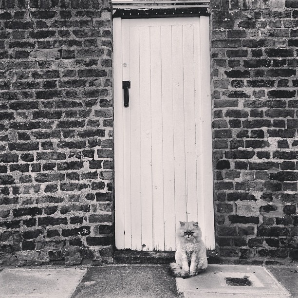#london #kitten. Pic. 1. #londonpop #london_only #ig_uk #ig_london #bnw_city #bnw_london #bw #bnw #blackandwhite #street #streetphoto #streetphotography #streetphotography_bw #igerslondon #igers_london #door #cat
