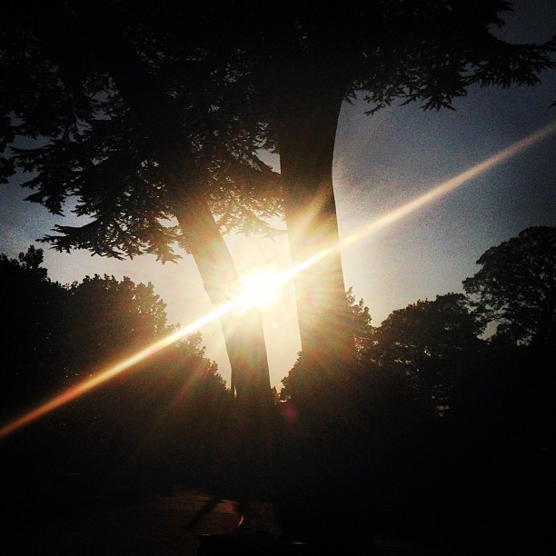 Tonight's #run in the #park. The #sun is setting down and I finally hit my 1000km mark. The biggest achievement in a day of a loser :) #beautiful #sunset #nature #lensflare #london #londonpop #london_only