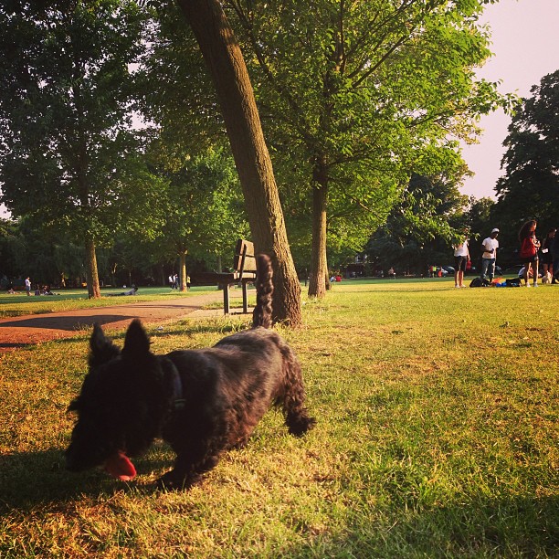 Собака, что гуляет сама по себе. #london #londonpop #london_only #ig_uk #ig_london #street #streetphoto #streetphotography  #igerslondon #igers_london #park #dog