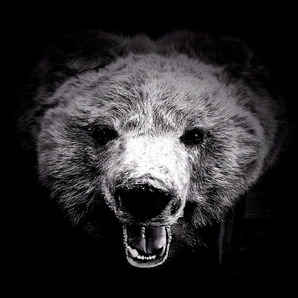 Sharing another edit. #bear #russia #bnw #moscow  #мск #москва