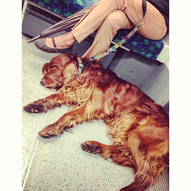 #tired of humans #doggy#london#londonpop #london_only #ig_uk #ig_london #street #streetphoto #streetphotography  #igerslondon #igers_london #dog #tube #underground #londonunderground #iphoneonly