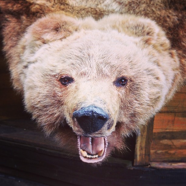 Speaking of #Russian bears#moscow #bear #мск #москва #market