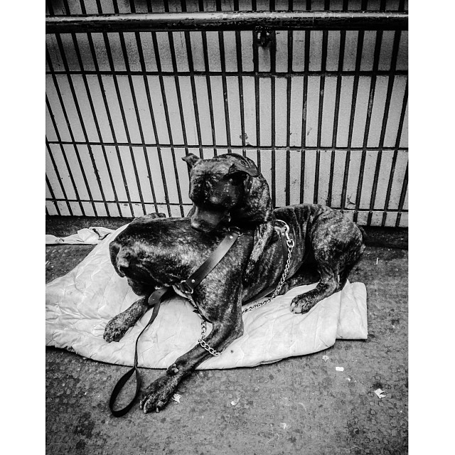 Doggy's dog. #london#londonpop #london_only #ig_uk #ig_london #bnw_city #bnw_london #bw #bnw #blackandwhite #street #streetphoto #streetphotography #streetphotography_bw #igerslondon #igers_london #doggy #dog #eastlondon #streetshot_london
