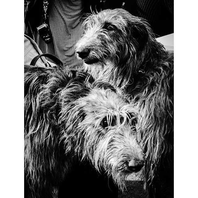 Double shaggy #portrait#london#londonpop #london_only #ig_uk #ig_london #bnw_city #bnw_london #bw #bnw #blackandwhite #igerslondon #igers_london #street #streetphoto #street photography #streetphotography_bw #doggy #dog