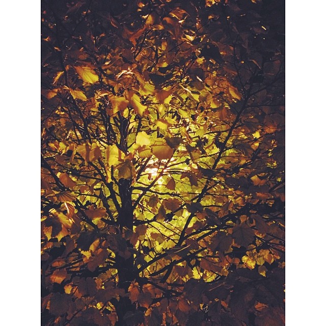 In  with a chilly and quiet #autumn night  #london#londonpop #london_only #nature #iphoneonly