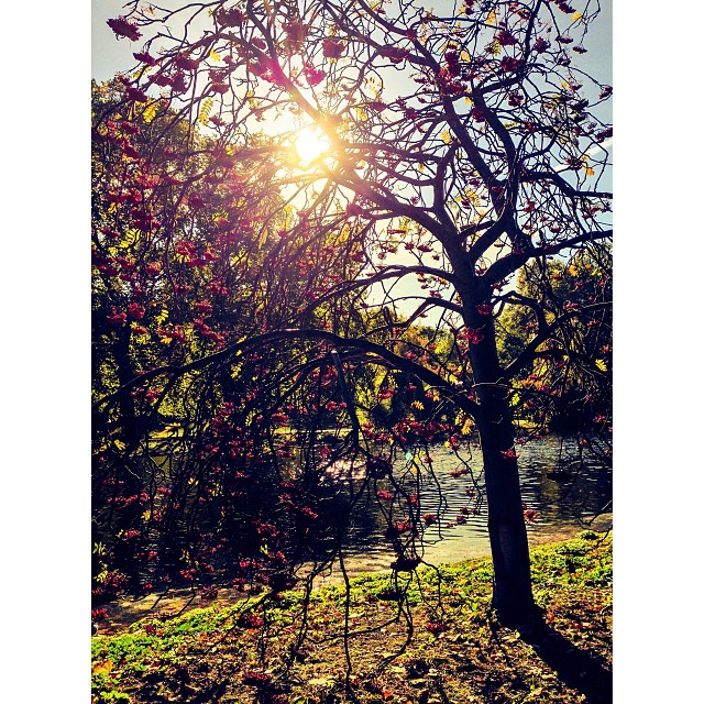 A photo of #nature for a change. #london#londonpop #london_only #ig_uk #ig_london #igerslondon #igers_london #park #sun #tree #iphoneonly #beautiful #autumn #fall
