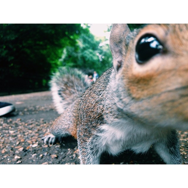 So if you are feeling like you had of drag queens and alike, here is a #hydepark #squirrel for you #london #londonpop #london_only #ig_london #vsco