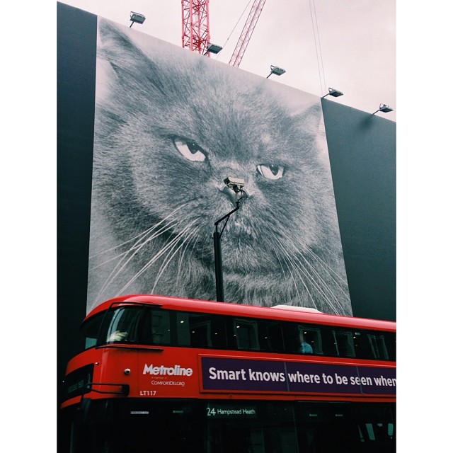 Big Broth...Cat is watching you. Hey, I'm back in #london. #londonpop #london_only #lom_fyqf #cat
