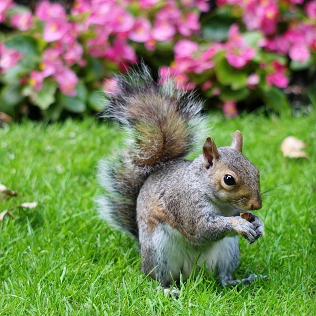 London most loved.. #hydepark #squirrelYeah, #cute. #nofilter #londonpop #london_only #ig_london #lom_spyv