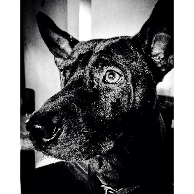 One *not crazy #bali #dog #bw #bnw#bnw_portrait