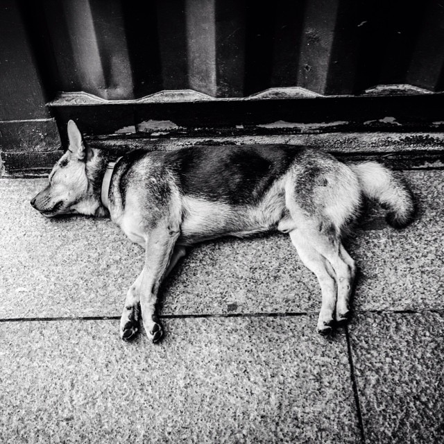 The Heat.  #hongkong #hk #bn_city #bnw_hk #bnw_hongkong #asia #bw #bnw #blackandwhite #street #streetphoto #streetphotography #streetphotography #heat #dog
